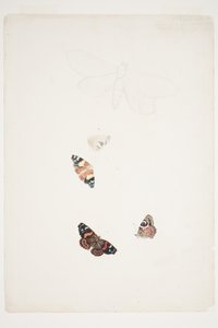 न्यूजीलैंड Moths